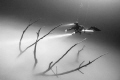   Diver TreeCenote Dive Cancun  